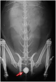 <p><span><span>Cystic Calculi<br>(Bladder Stones)</span></span></p>