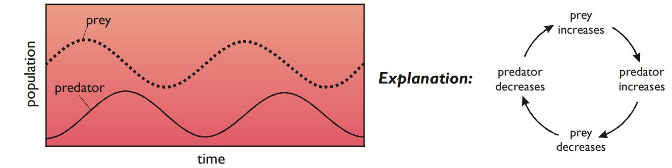 <p>The populations of predators & their prey depend on each other, so they tend to show cyclical cycles </p>