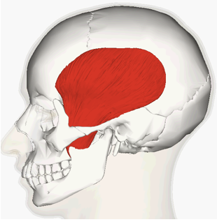 <p>INSERTION of temporalis</p>