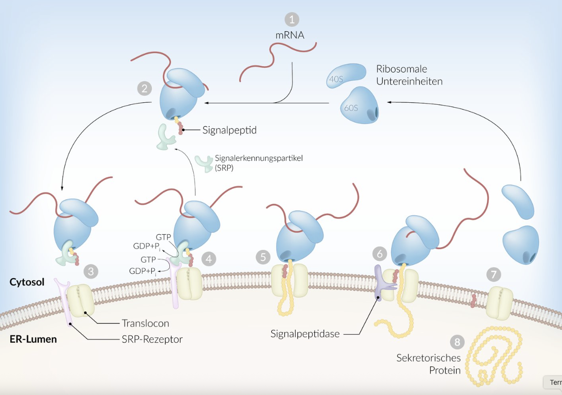 <p>D. N-terminal, partially hydrophobic signal sequence</p>