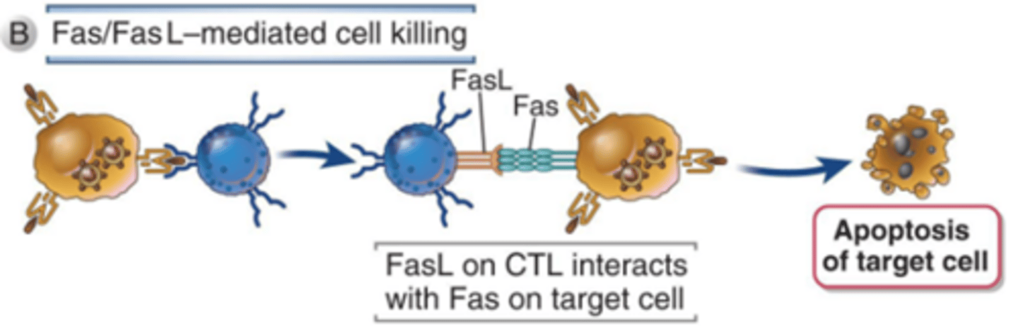 <p>Target cells express Fas.</p><p>CTL/NK cells express FasL (ligand) which activates Fas.</p><p>Fas activation induces apoptosis.</p>