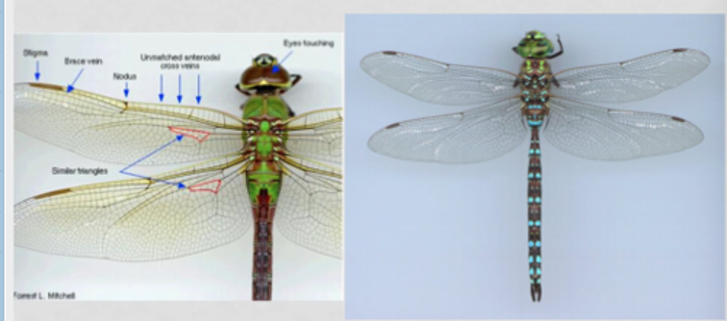<p>•Suborder Anisoptera</p><p>•Hawkers, Darners</p><p>•Eyes are continuous</p><p>•Triangles are similar in shape</p><p>•Brace vein present at proximal end of pterostigma</p>