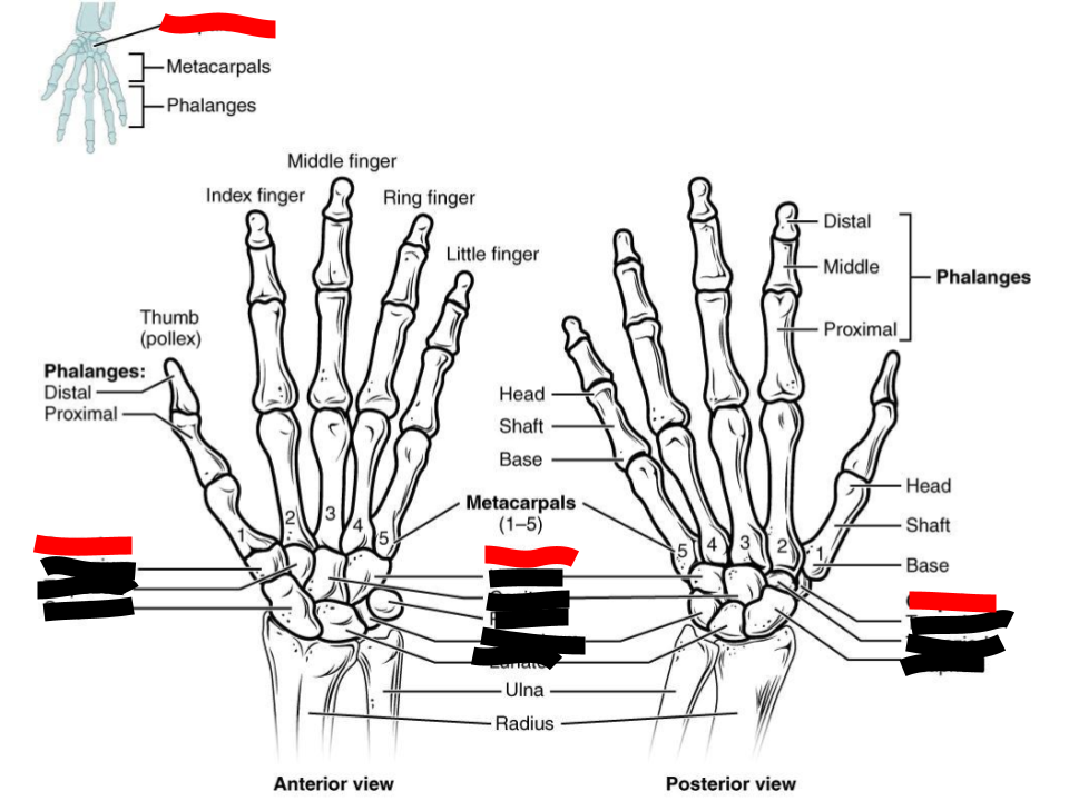 <p>the eight short, cube-shaped bones that make up the wrist</p>