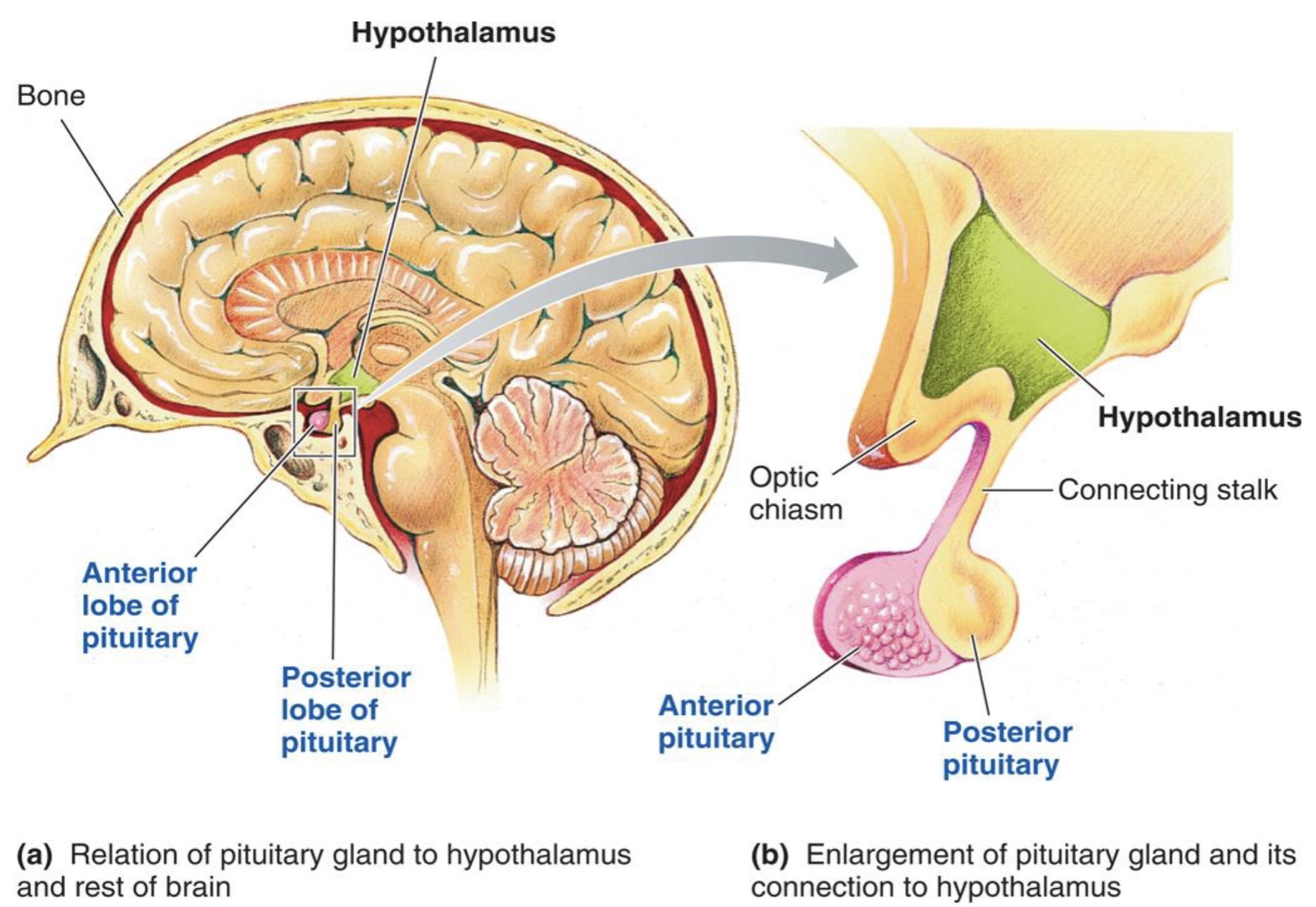 <p><strong>pituitary gland</strong></p>