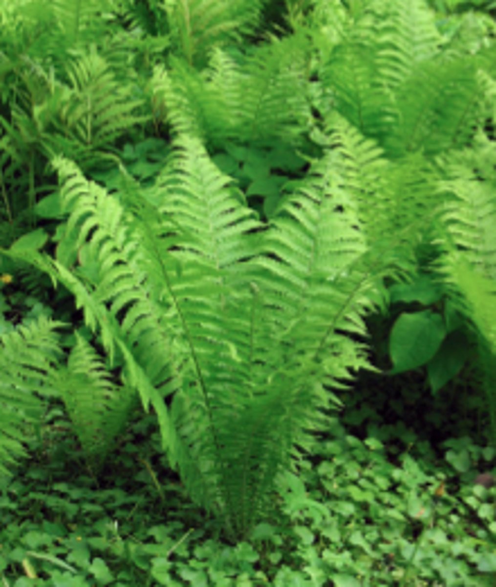 <p>Multicellular organisms that have cell walls mostly made of cellulose; most contain chloroplasts and make their own food through photosynthesis; examples include ferns, moss, flowering plants, trees</p>