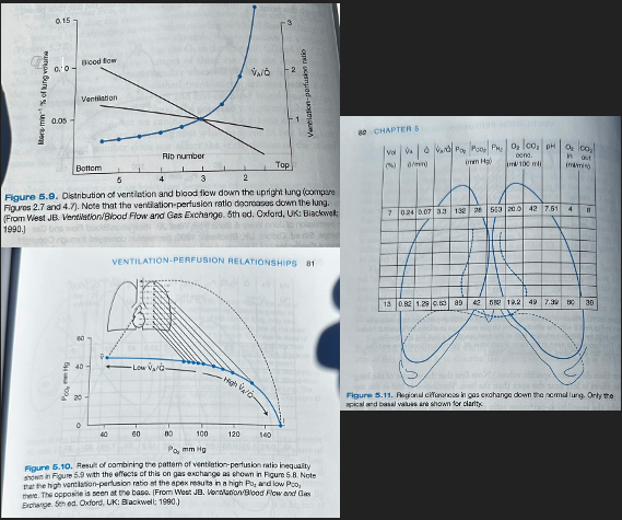 <ul><li><p><span>Ventilation and perfusion vary from the top to bottom of the lung due to effects of gravity and other factors</span></p></li><li><p><span>Ventilation increases slowly from top to bottom of the lung and blood flow increases more rapidly so the ventilation-perfusion ratio is abnormally high at the top of the lung (where blood flow is minimal) and much lower at the bottom</span></p></li><li><p><span>Shows horizontal slices of the lung and where they are located on the ventilation-perfusion line by its own ventilation-perfusion ratio</span></p></li><li><p><span>The ratio is high at the apex so this point is found toward the right end of the line and the base of the lung is to the left of normal</span></p></li><li><p><span>PO2 of the alveoli decreases markedly down the lung, where as PCO2 increases much less</span></p></li><li><p><span>The volume of the lung is less in the slices near the apex than the base</span></p></li><li><p><span>Ventilation is less at the top than the bottom, but the differences in blood flow are more marked</span></p></li><li><p><span>The ventilation-perfusion ratio decreases down the lung and the differences in gas exchange follow</span></p></li><li><p><span>The Po2 changes by over 40 mmHg, whereas the difference in PCO2 between the apex and base is much less</span></p><ul><li><p><span>Regional differences in PO2 and PCO2 imply differences in the end-capillary concentrations of these gases</span></p></li><li><p><span>There is a large difference in pH down the lung which reflects the considerable variation in PCO2 of the blood</span></p></li><li><p><span>Minimal contribution to overall O2 uptake made by the apex is mainly attributed to low blood flow there</span></p></li><li><p><span>The difference in CO2 output between the apex and the base is much less because this is more closely related to ventilation (less of a change between apex and base than blood flow)</span></p></li><li><p><span>The respiratory exchange ratio (CO2 output/O2 uptake) is higher at the apex than at the base</span></p><ul><li><p><span>During exercise when the distribution of blood flow is more uniform, the apex assumes a larger share of the O2 uptake</span></p></li></ul></li></ul></li></ul><p></p>