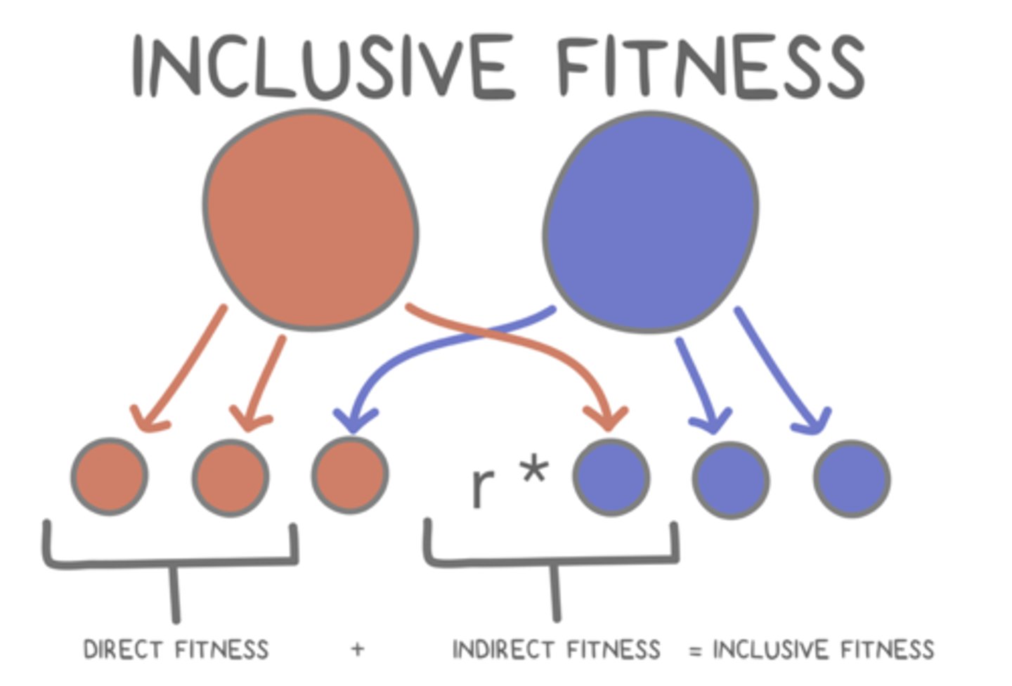 <p>sum of an animal's direct and indirect fitness</p>
