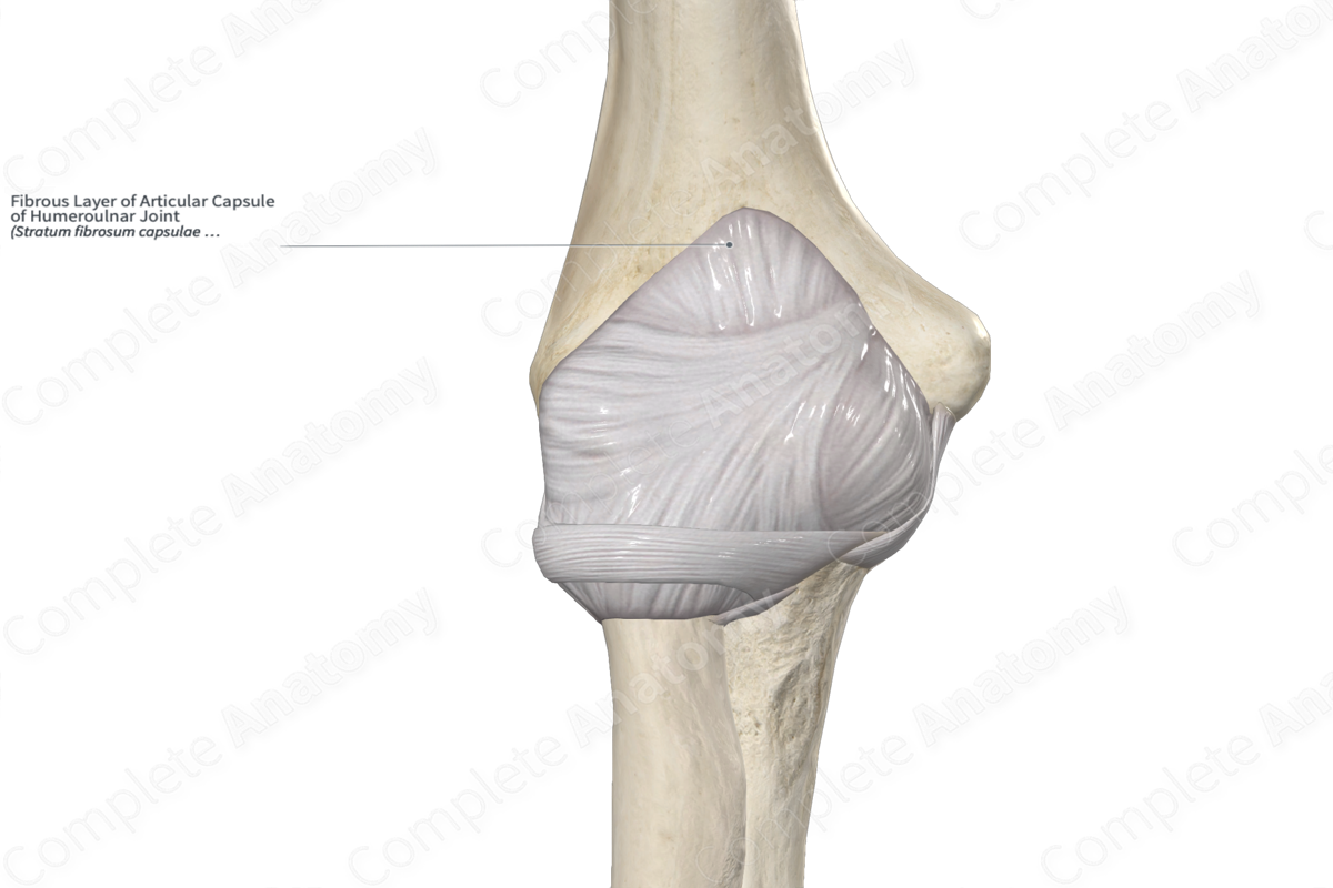 <p>humeroulnar joint </p>