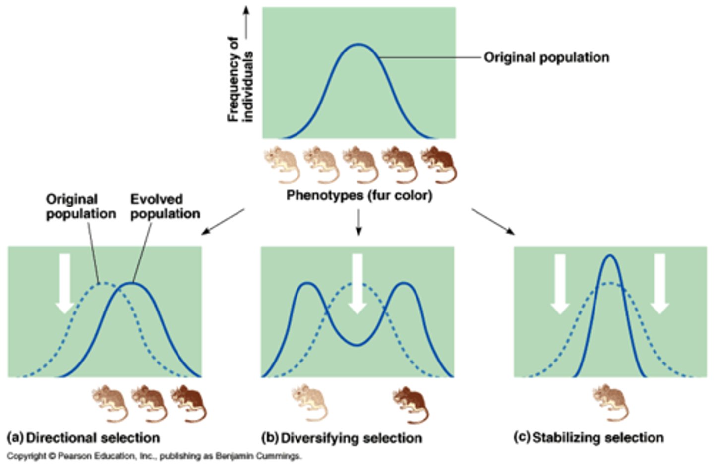 <p>a mode of natural selection in which an extreme phenotype is favored over other phenotypes to shift over time in the direction of that phenotype</p>