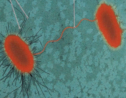 <p>Identify the structure between the bacteria.</p>