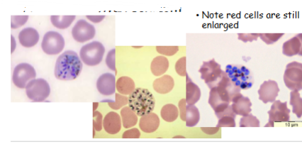 <p>What is the genus, species, and stage of this parasite?</p>