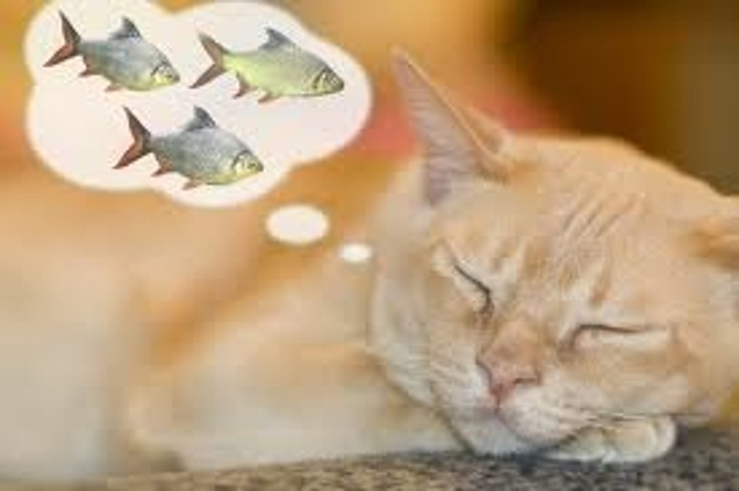 <p>to dream about</p>