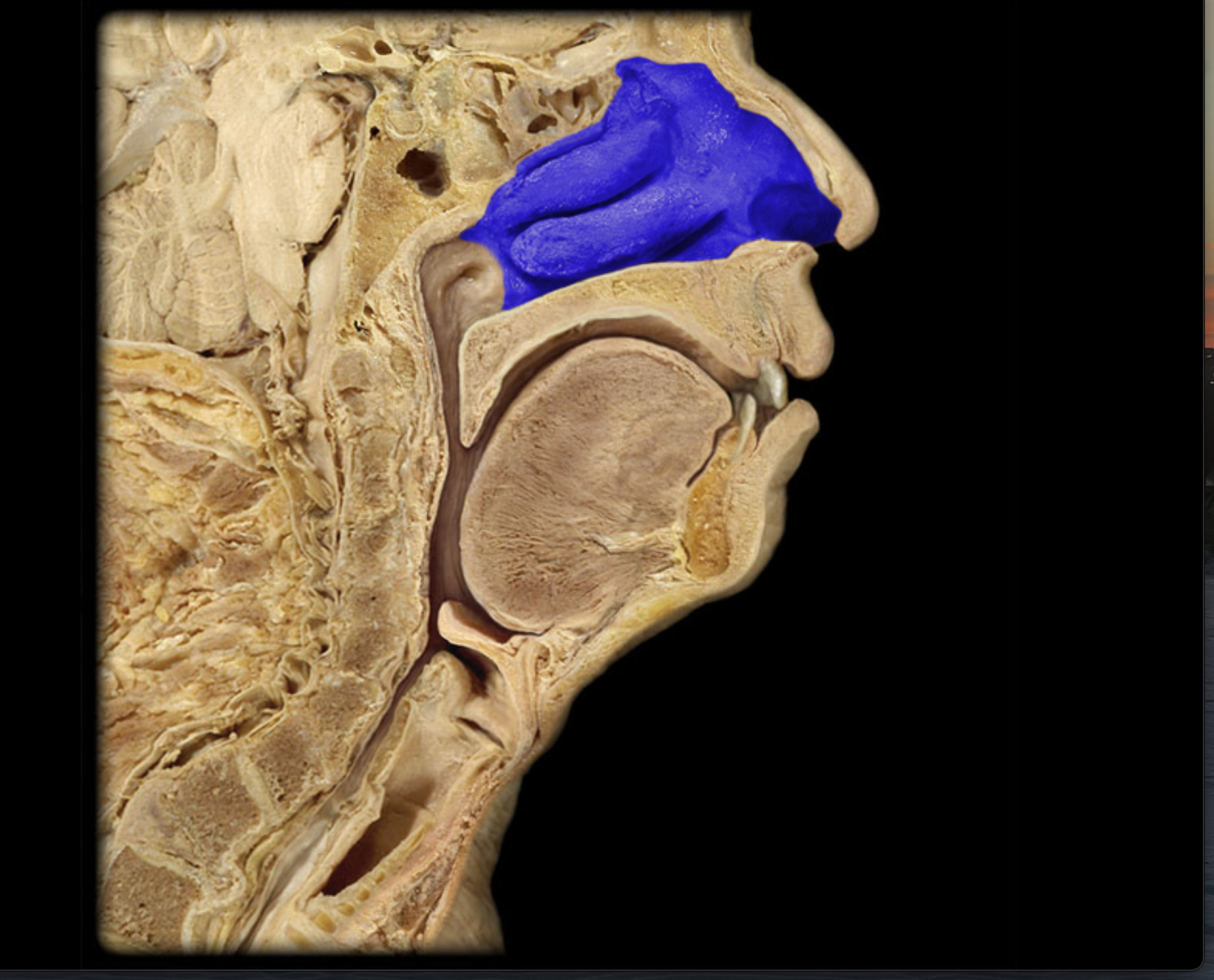 knowt flashcard image