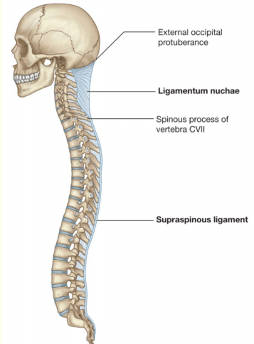 <p>Ligamentum Nuchae</p>