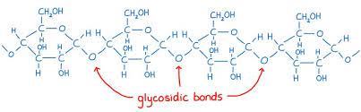 <p>what happens when many a-glucose join to form a polysaccharide?</p>