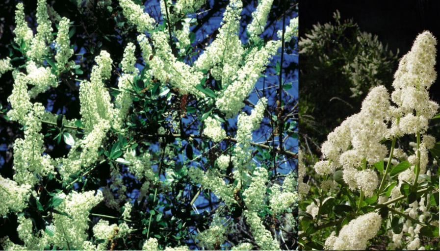 <p>Palmer’s-Lilac</p><p>Understory shrub; leaves simple, alternate, with one main vein from base; flowers white, in dense, erect cylindrical thyres</p>