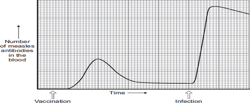 <p>Describe and explain the differences in antibody production after vaccination compared with after infection (4 marks)</p>