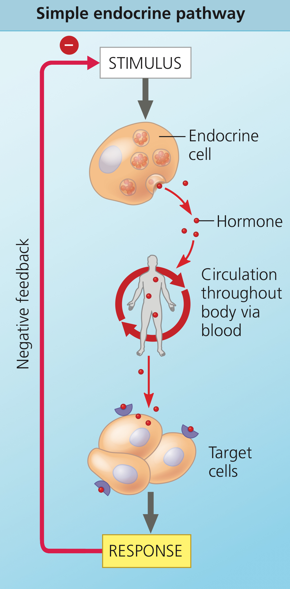 <p>Endocrine system pathway wherein there is one hormone and one target.</p>