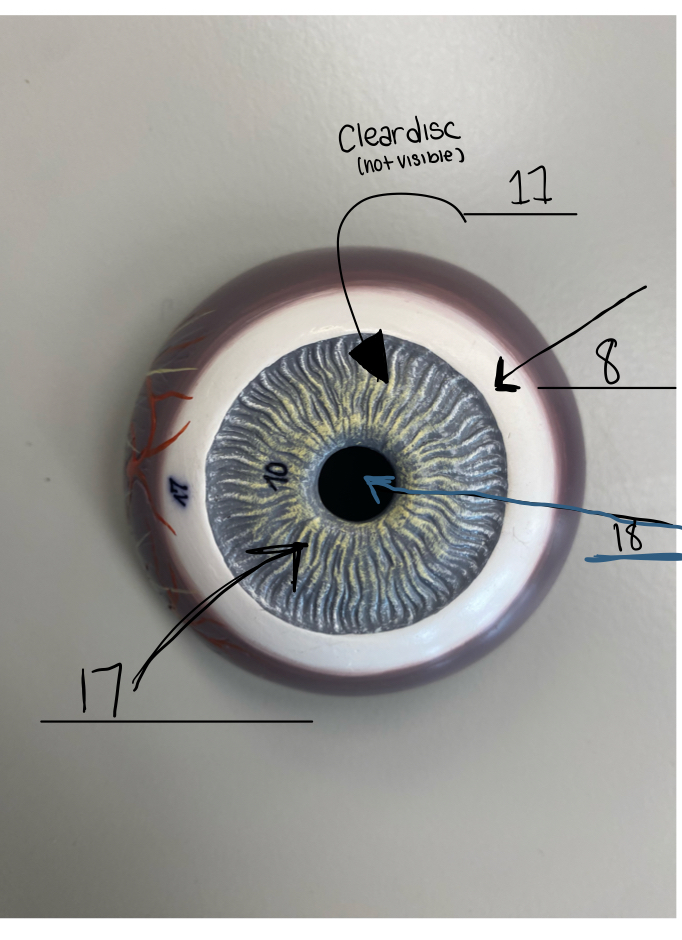 <p>18</p>