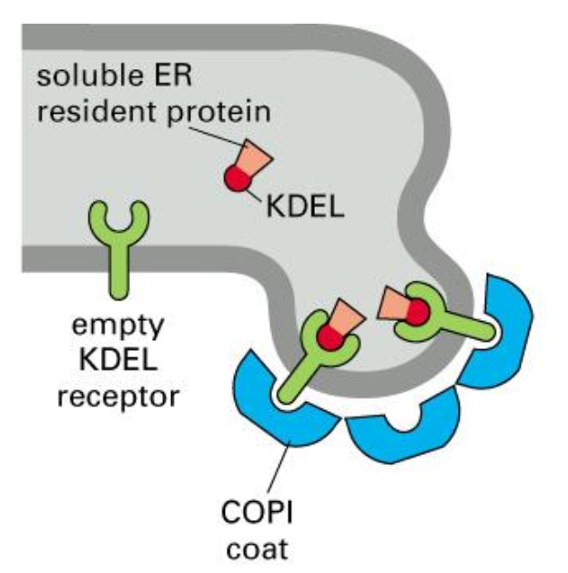 <p><span><span>All ER resident proteins have the retention signal; if they “ escape” to the GA, they are recognised by a receptor and shuttled back to the ER</span></span></p>