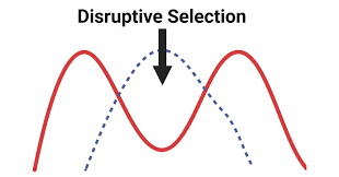 <p>both extremes selected for (leads to speciation) (both extremes beneficial)</p>