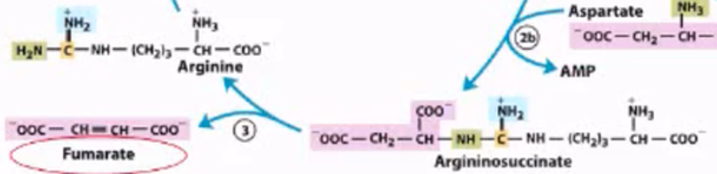 <p>Argininosuccinate breaks into fumarate and arginine. Fumarate becomes an intermediate in the Aspartate-arginino-succinate shunt of the citric acid cycle.</p>