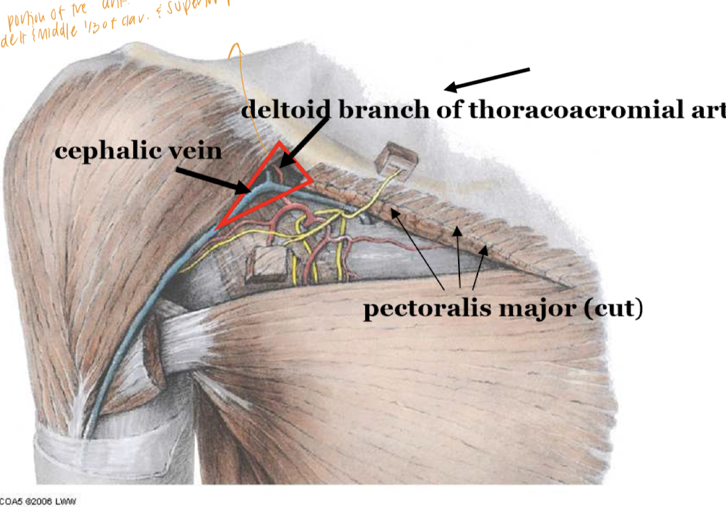 <p>borders: </p><ul><li><p>deltoid</p></li><li><p>pectoralis major</p></li><li><p>middle 1/3 of clavicle</p></li></ul><p>contents:</p><ul><li><p>cephalic vein</p></li><li><p>deltopectoral lymph nodes</p></li><li><p>deltoid branch of thoracoacromial a. </p></li></ul><p></p>