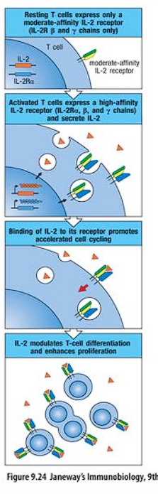 <p>stimulates differentiation pathway of T cells</p>