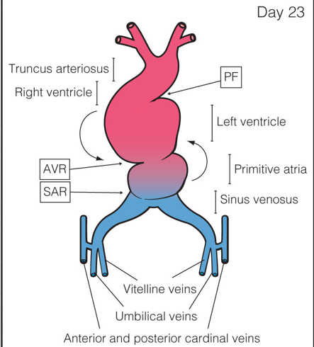 <p>The sinus venosus receives all blood returning to the heart from _____ _____ ____, ____ ____, ____ _____</p>