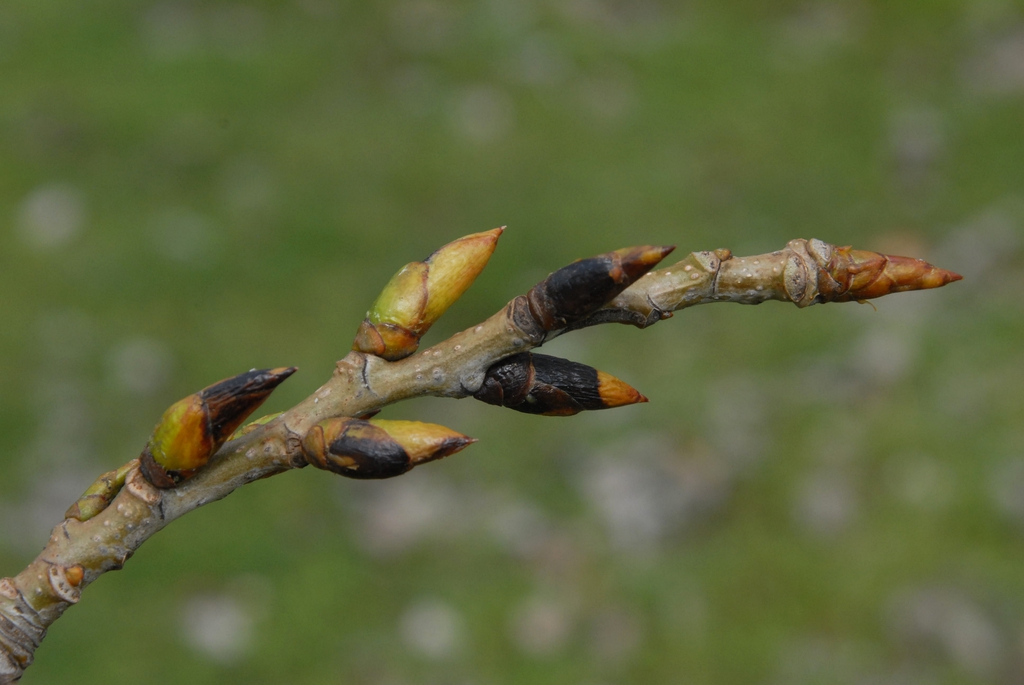 <p>eastern cottonwood, Populus deltoides (Salicaceae)</p>