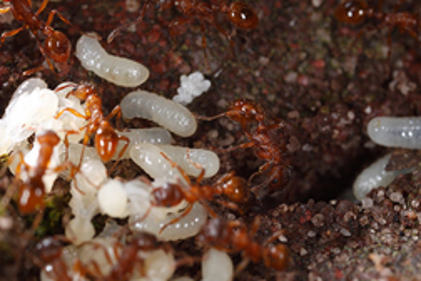 <p>Where an individual does not breed but by their actions the survival of the whole group occurs. Usually within a group of related animals. As all individuals are related the genes of the group are passed on to the next generation of offspring - common in social insect groups - e.g. bees or naked mole rats or meerkats</p>