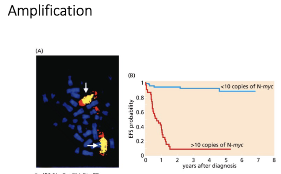 <p>L#16: Increased growth signaling</p><p>Explain with examples how oncogene creation happens <u>without changing protein function</u> and diagram how it may come about.</p>