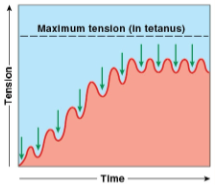 <p>tension production rises to peak and relaxation period are very brief </p>