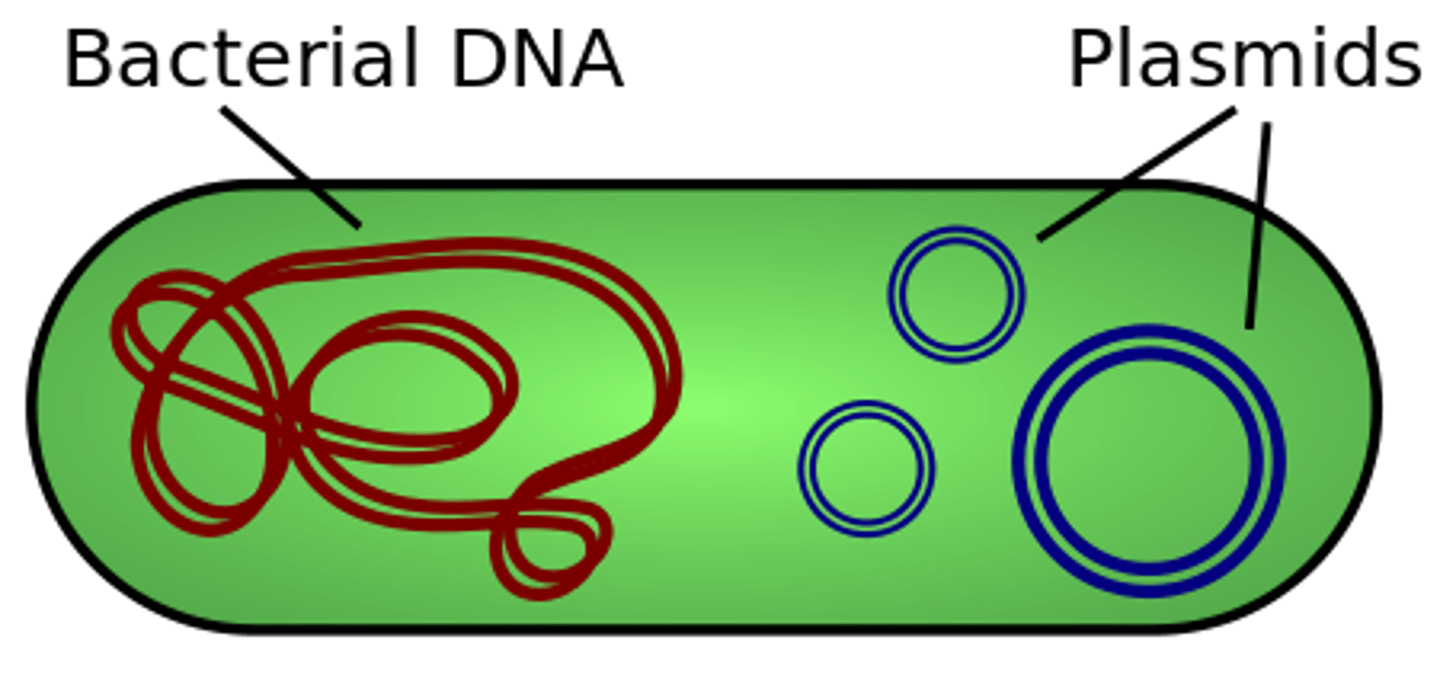 <p>plasmids</p>