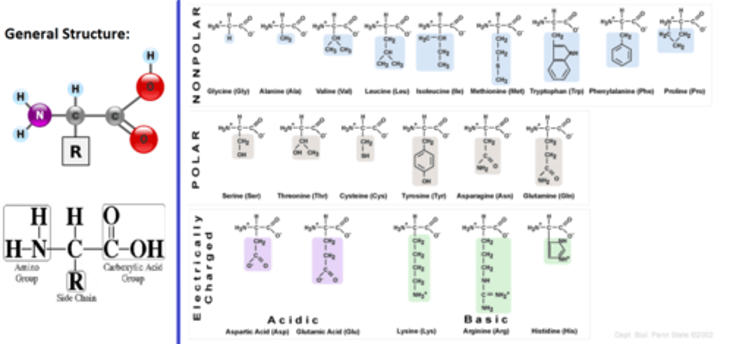 <p>general name for a protein monomer- there are 20 kinds</p>