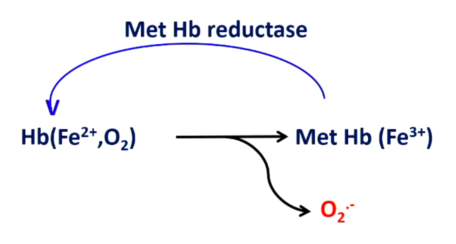 <p>superoxide (Fe3+ doesn’t carry oxygen which would be dead hemoglobin</p><p>hemoglobin reductase (take Fe3+ and turn it back into Fe2+)</p>