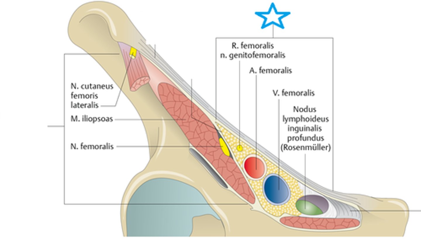 <p>femoral vein and artery</p>