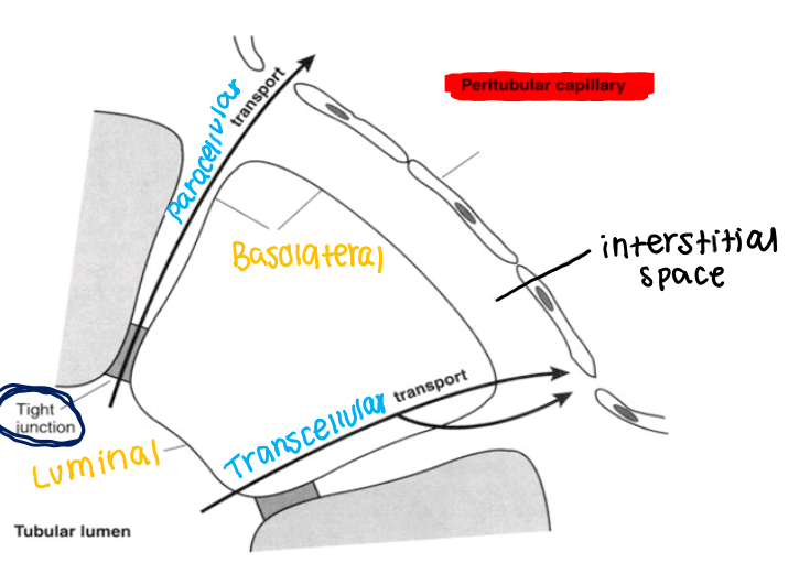 <ul><li><p>paracellular - between</p></li><li><p>transcellular — through the cell</p></li><li><p>luminal side to the interstitial space</p></li></ul><p></p>