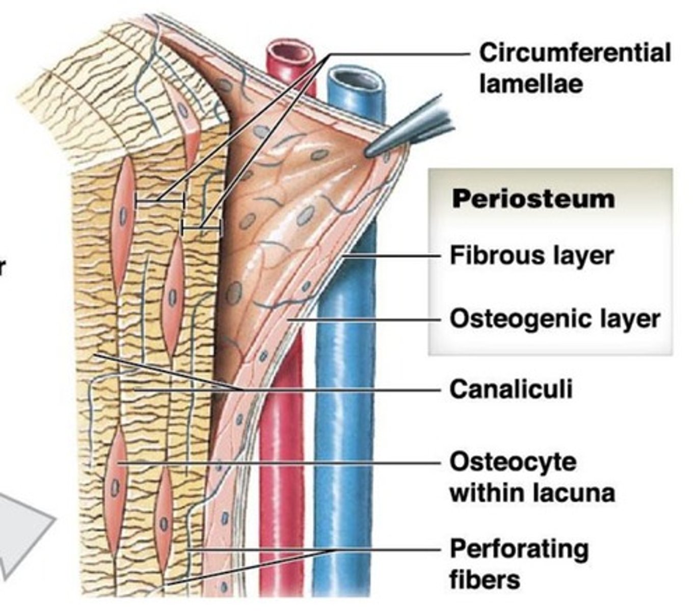 <p>superficial layer of compact bone, everywhere besides within a joint, multi cell layer</p>