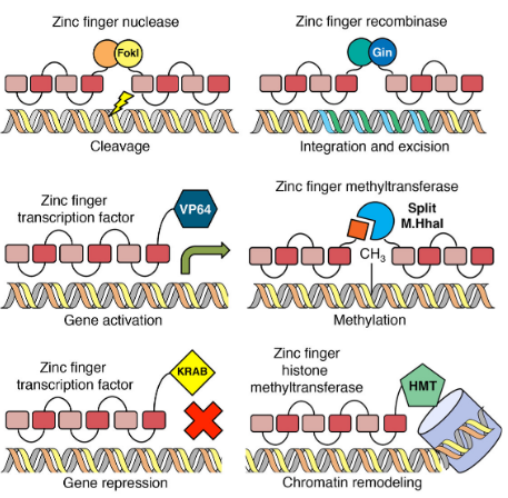 <p>add effector domain for site-specfic regulation</p>