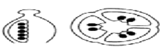 <p>determine the placentation</p>