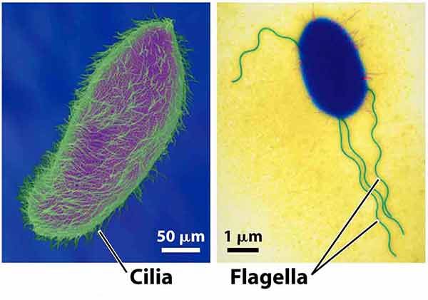 <p>Cilia are short, hair like appendages extending from the surface of a living cell. Flagella are long, threadlike appendages on the surface of a living cell</p>