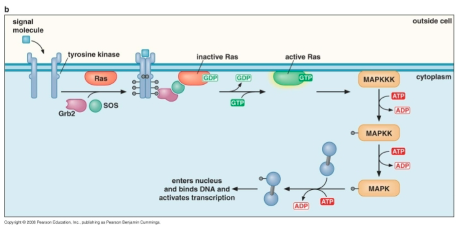 <p>Upon a binding of a signal molecule, <span>GDP-GTP exchange induces conformational change in Ras leading to mitogen activated protein kinases (MAPK) to pass phosphoryl groups onto transcription factors that will enter the nucleus and change activate transcription.</span></p>