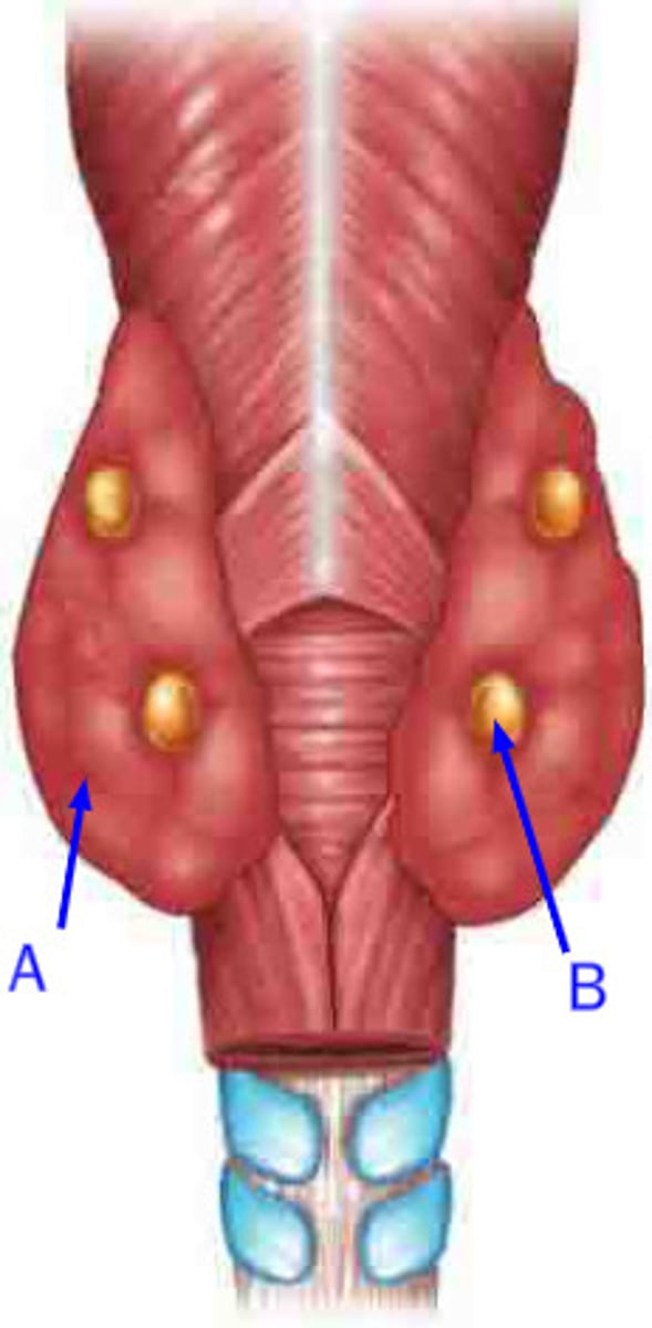 <p>-thyroid</p><p>-parathyroid</p>