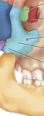 <p>Zygomatic bones</p>
