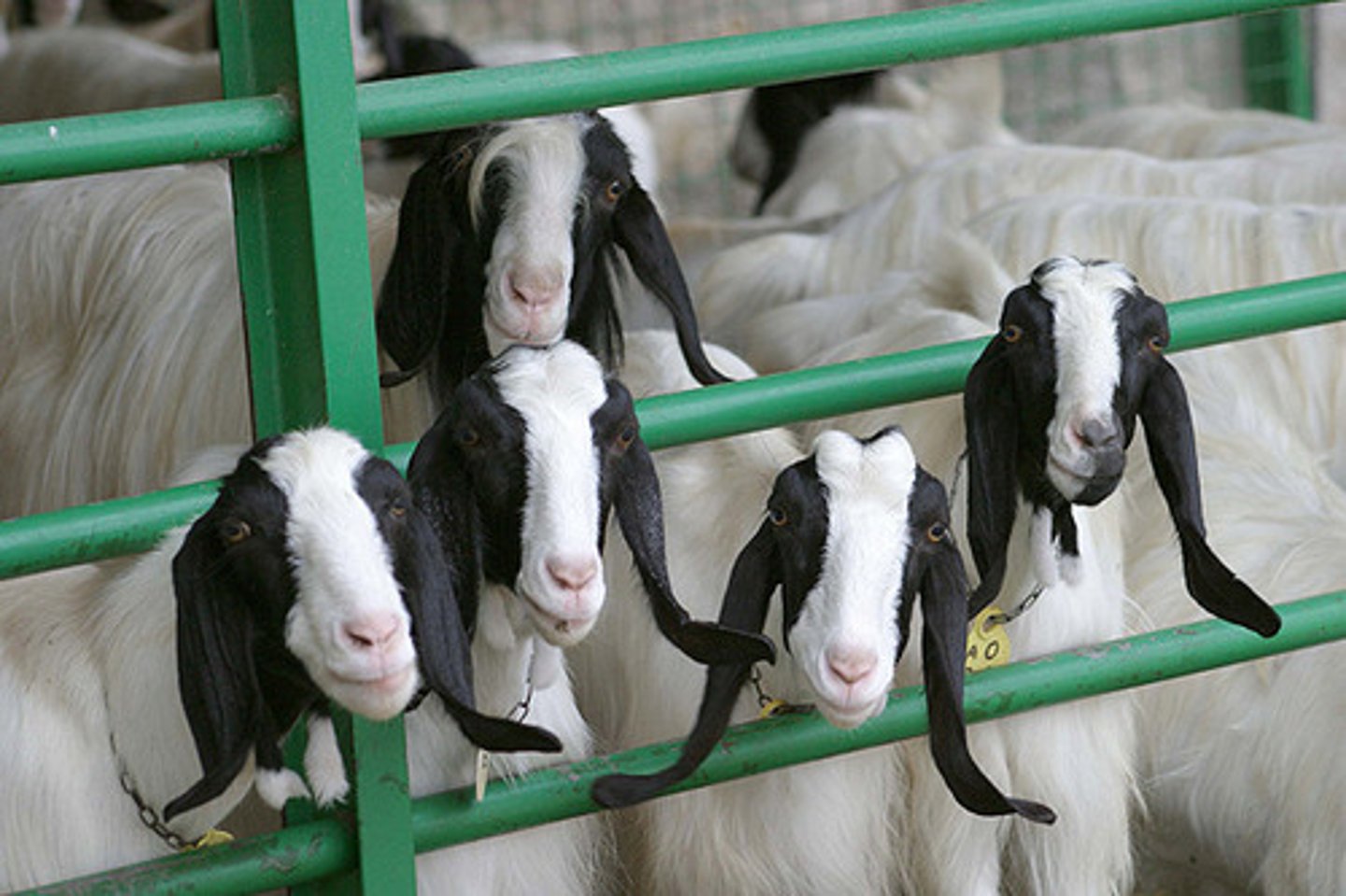 <p>super long black ears, black sides of head, milk, semi-extensive</p>