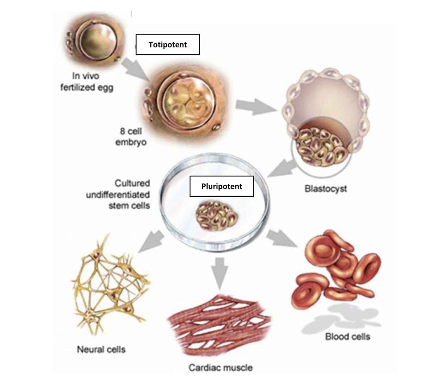 <p>→ multipotent stem cells have the ability to differentiate into several related specialised cell types, but far fewer types than the pluripotent embryonic stem cells</p><p>→ adult stem cells, from different tissues of an organism after embryonic development. eg myeloid and lymphoid stem cells derived from bone marrow.</p>