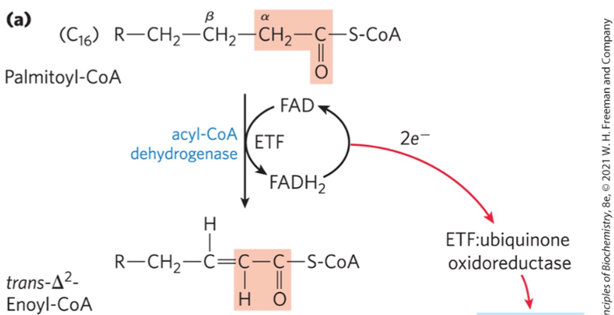 <ul><li><p>forms double bond between alpha and beta carbons (C2 and C3) </p></li><li><p>reduces FAD to FADH2</p></li><li><p>makes trans enoyl-CoA </p></li></ul><p></p>