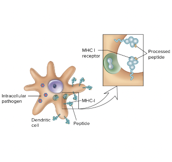 <p>Antigen processing- Class I MHC</p>