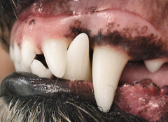 <p>Occlusion</p>